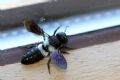 Megachile disjunctiformis